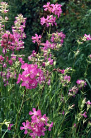 Lychnis viscaria